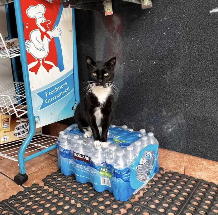 a black and white cat who is one of many NYC bodega cats 